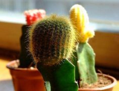 室內(nèi)擺放植物越多越好？